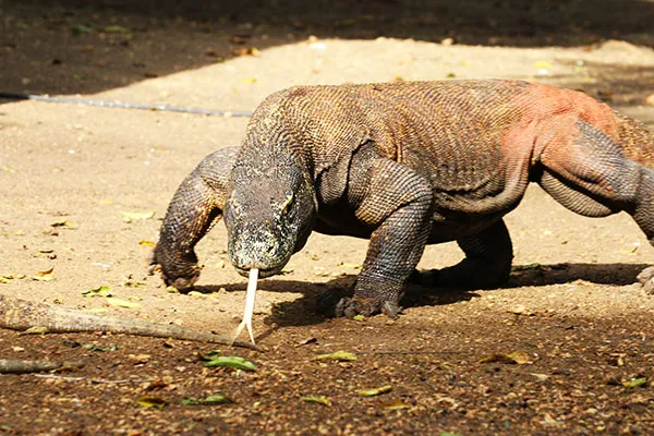 Itinerario di 18 giorni in Indonesia – Bali, Lombok e Komodo, le tre perle indonesiane