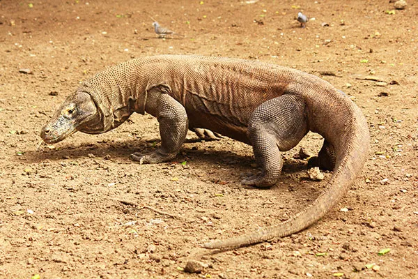 draghi Komodo Rinca