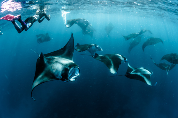 penida snorkeling mante