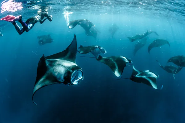 penida snorkeling mante