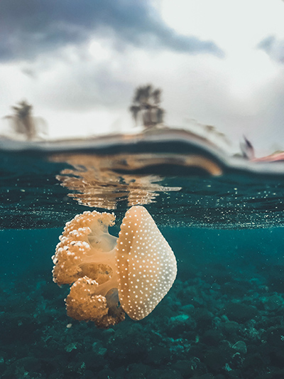 immersioni molucche 