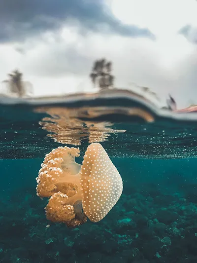 immersioni molucche 