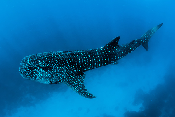 togean sulawesi