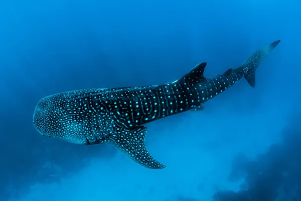 togean sulawesi