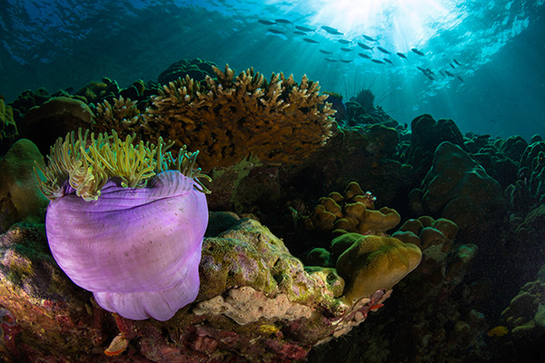 I migliori spot per le immersioni in Indonesia