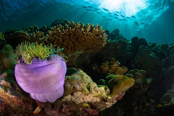 I migliori spot per le immersioni in Indonesia