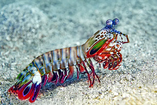 spiaggia rosa Indonesia