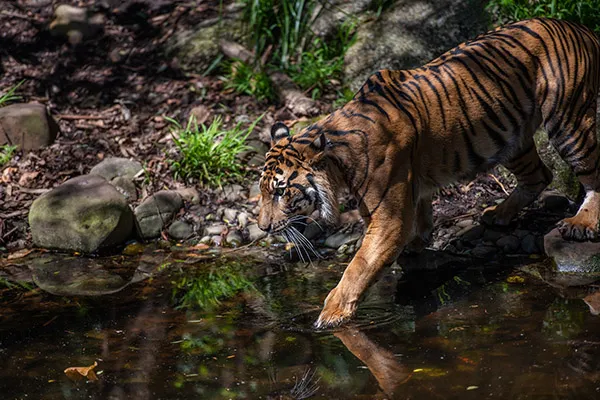 Sumatra Indonesia