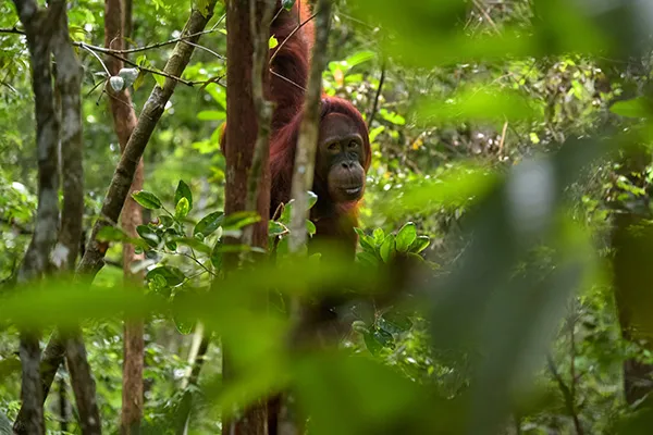 borneo indonesiano cosa vedere