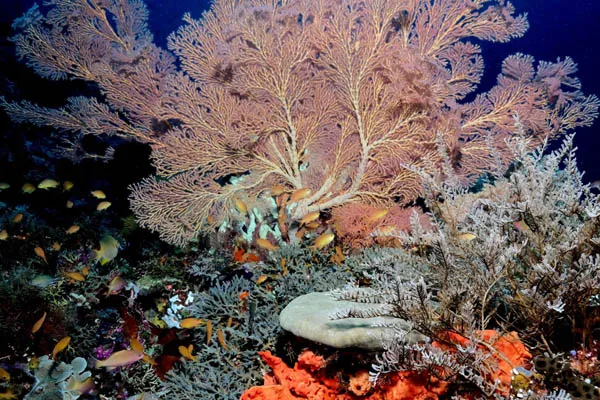 fondali raja ampat
